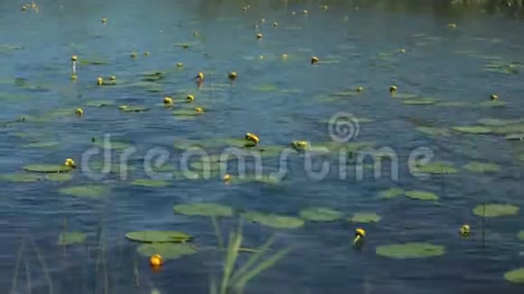 水花黄嫩叶黄素视频的预览图
