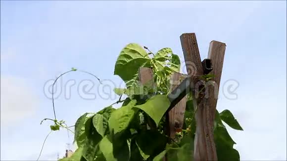 豆科植物在生长视频的预览图