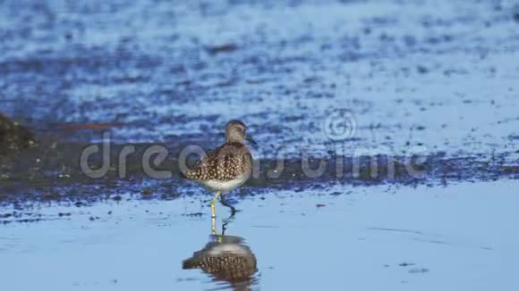 鸟伍德桑迪珀特林加克鲁拉穿过沼泽视频的预览图