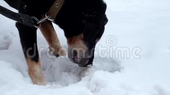 捷豹在雪地里挖东西视频的预览图