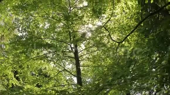 绿叶与阳光眩晕视频的预览图