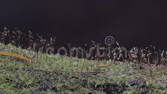 热带雨林中的苔藓视频的预览图