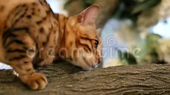 孟加拉猫在树上休息视频的预览图