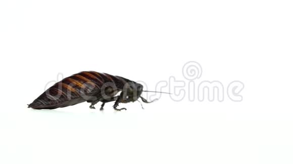 马达加斯加蟑螂跑到一边白色背景侧视慢动作视频的预览图