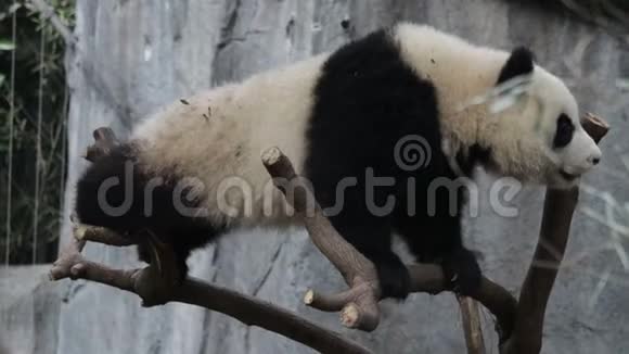 熊猫幼崽正在学习平衡嬉戏成都中国视频的预览图