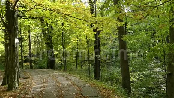 秋天乌克兰枫树和树的公园车道视频的预览图