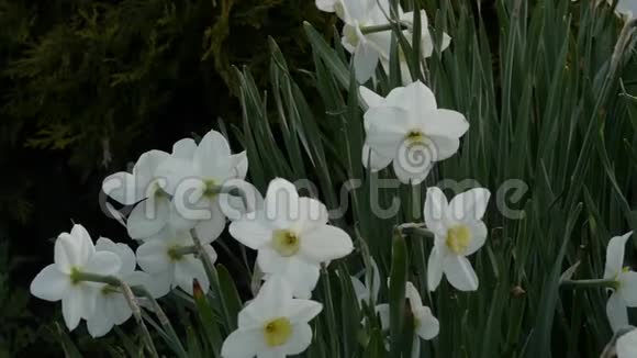 草地上亮白色假水仙的特写镜头水仙花球茎和花瓣4公里视频的预览图