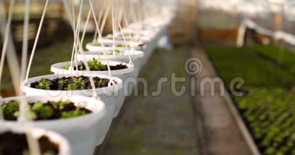 温室里桌子上的盆栽植物视频的预览图