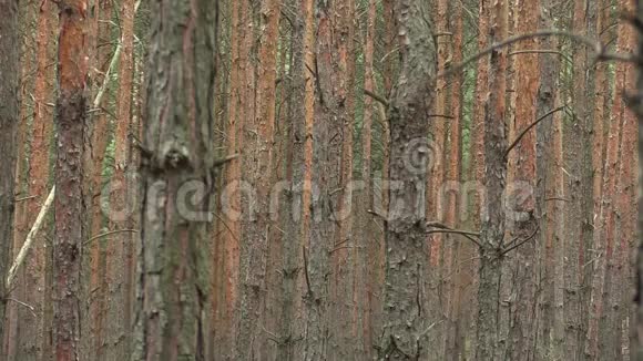 国家级自然保护区内松皮樟子松林皮单作膨胀性和膨胀性视频的预览图