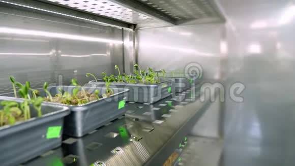 在现代的智能实验室里在泥土中在一个特殊的小盒子里在一个特殊的房间的架子上生长着年轻的绿色芽视频的预览图