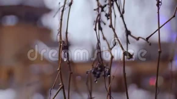 水滴在树枝上视频的预览图