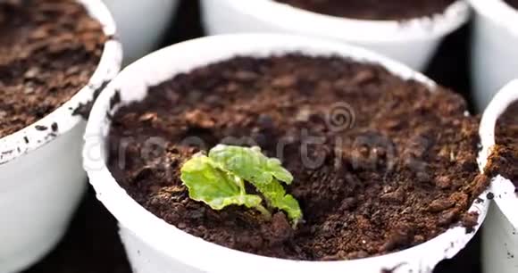 温室里桌子上的盆栽植物视频的预览图
