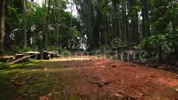 长满青苔的铺路板穿过雨林小路视频的预览图