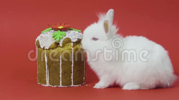 复活节兔子吃红背景蛋糕视频的预览图