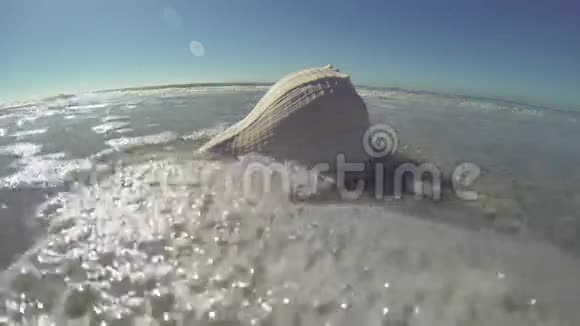 海洋冲浪中的大贝壳视频的预览图
