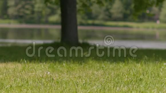 一个彩色的气球在夏天阳光明媚的草地上缓慢地滚动着视频的预览图