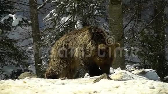 冬天森林里的棕熊两只熊在雪地里吃东西慢动作视频的预览图