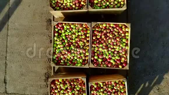苹果园收获苹果拖拉机载着装满成熟红绿可口苹果的大木箱顶部视频的预览图