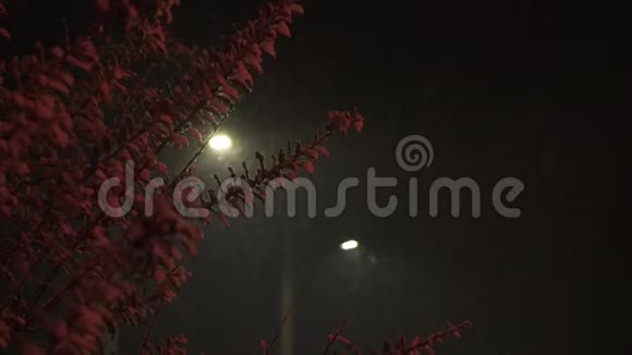 雪片在夜里在红光下落在树上视频的预览图
