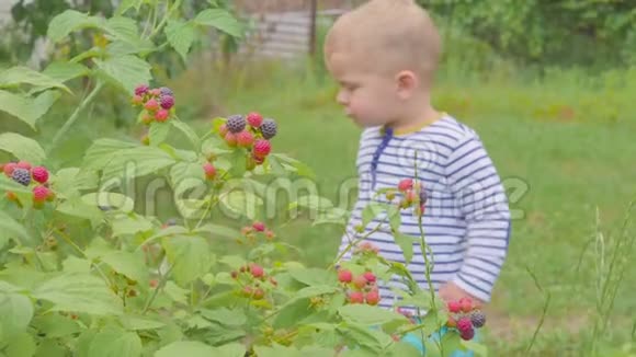 男孩从灌木丛中撕下覆盆子在花园里吃4k视频的预览图