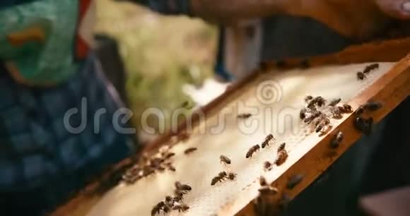 蜜蜂正在研究木架上的蜂窝未知的apiarist的手握着框架红色相机视频的预览图