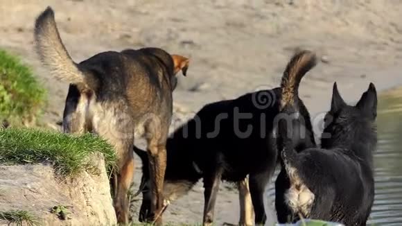 四只弯曲的狗站在湖滩上夏天在斯隆莫长满了草视频的预览图