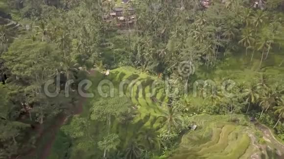 梯田稻田环绕着茂盛的棕榈树是印度尼西亚当地的稻田视频的预览图