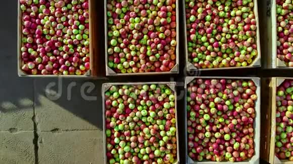 特写航空顶景木制容器盒子装满了成熟的红绿色美味的苹果在此期间视频的预览图
