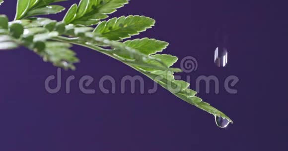 近距离观看与软焦点一滴水落在房子里一滴植物蕨类植物在紫色的背景下流动视频的预览图