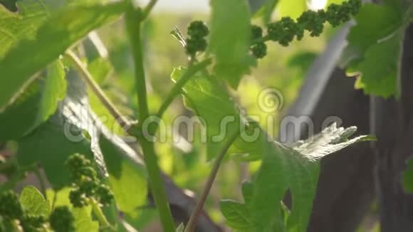 未成熟的葡萄串绿叶慢动作视频的预览图
