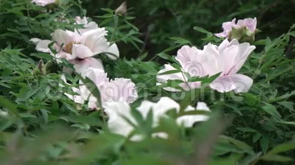 一株盛开的灌木在夏季多云的天气里开着粉红色的大牡丹花全景慢速视频视频的预览图