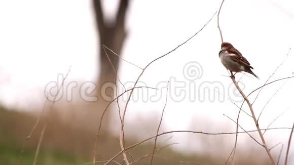 麻雀飞翔坐在树枝上视频的预览图