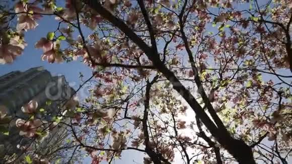 灿烂的阳光盛开的木兰树树冠蓝天视频的预览图