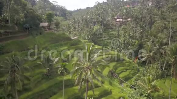 关于水稻种植的全景视频印度尼西亚丛林中的乡村小屋鸟瞰青山视频的预览图