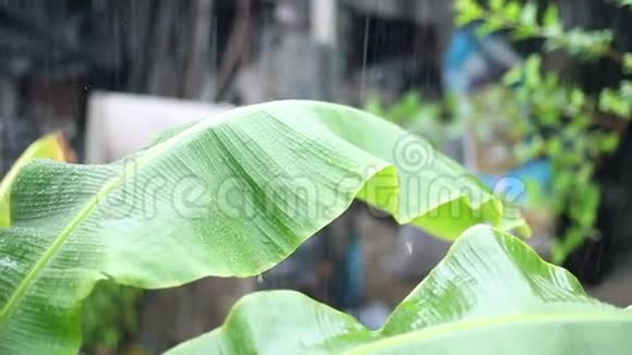 雨滴落在绿色的香蕉叶上视频的预览图