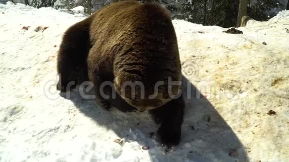 冬天森林里的棕熊一只大熊躺在雪地上熊嗅着雪视频的预览图