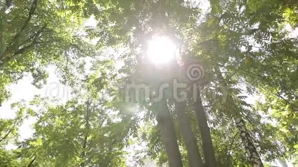 夏天阳光照亮了树林里的树叶桦树相思树等树木视频的预览图