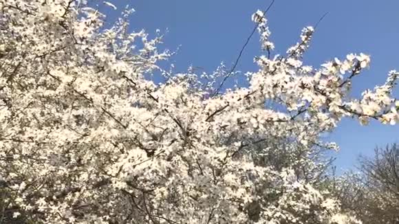 盛开的杏树枝在风中摇曳视频的预览图
