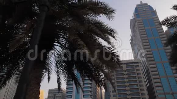 多莉沿着城市公园走棕榈树在前景留下运动高大的现代摩天大楼背景现代城市视频的预览图