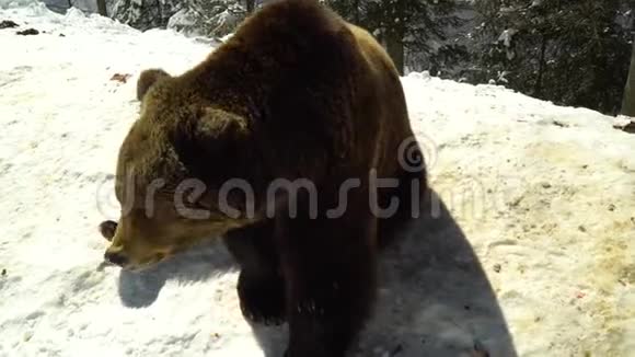 冬天森林里的棕熊一只大熊躺在雪地上熊嗅着雪视频的预览图
