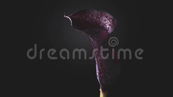 一滴露水从黑色背景上的一个叫莉莉的栗色花瓣上流下来慢速运动全高清视频的预览图