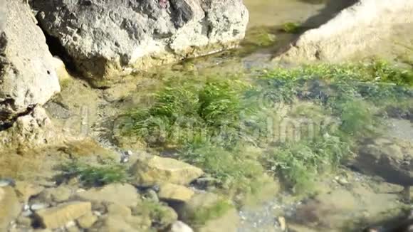 浅海海藻视频的预览图