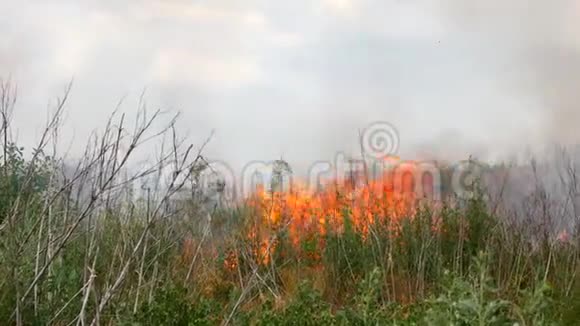 森林里的火燃烧的树木和草视频的预览图