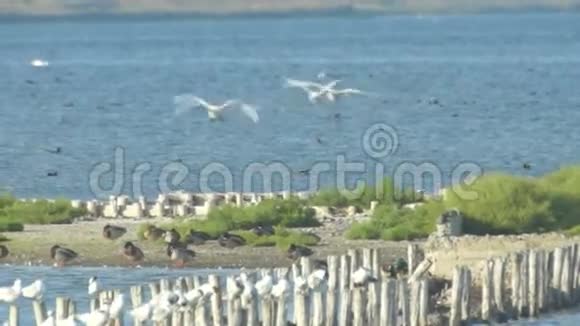 在保加利亚波莫里的湖上登天鹅视频的预览图