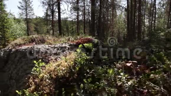 北方森林视频的预览图