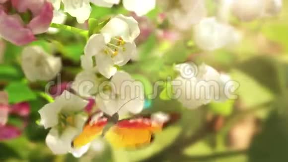 绽放的花朵和蝴蝶视频的预览图