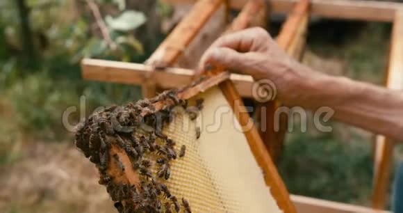 木架上有蜜蜂的蜂窝无名养蜂人手中红色镜头4K录像视频的预览图