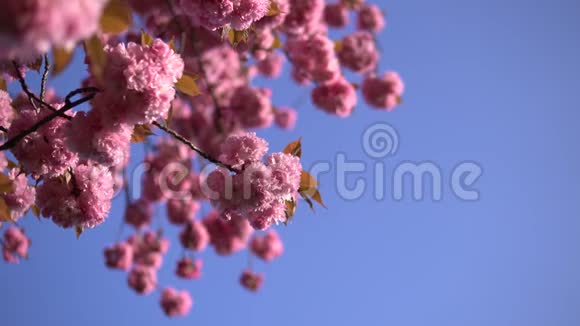 淡粉色樱花盛开在蓝天背景上视频的预览图