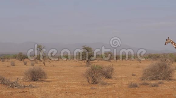 长颈鹿走在荒凉干燥的非洲草原上桑布鲁保护区视频的预览图