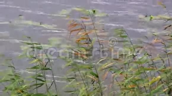 水中的芦苇视频的预览图